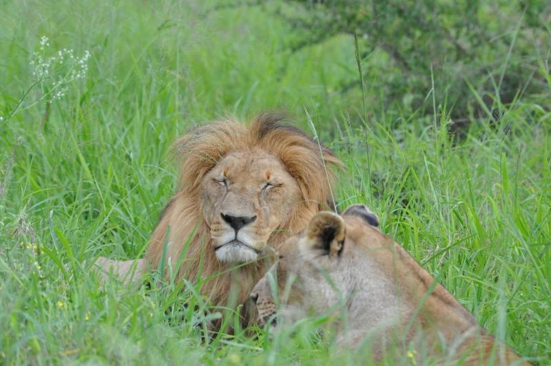 Ku Sungula Safari Lodge Balule Game Reserve Exterior photo