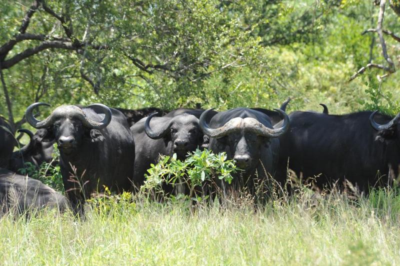 Ku Sungula Safari Lodge Balule Game Reserve Exterior photo