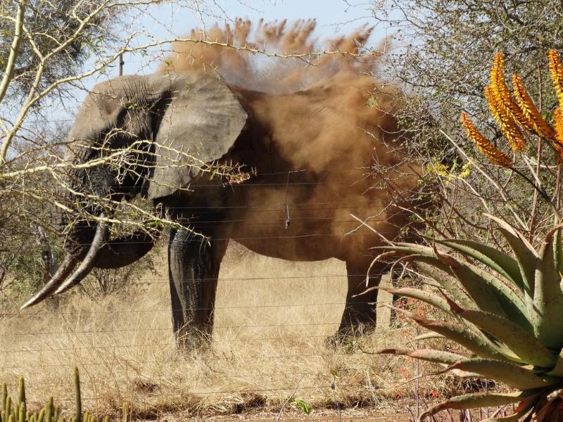 Ku Sungula Safari Lodge Balule Game Reserve Exterior photo