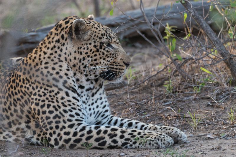 Ku Sungula Safari Lodge Balule Game Reserve Exterior photo