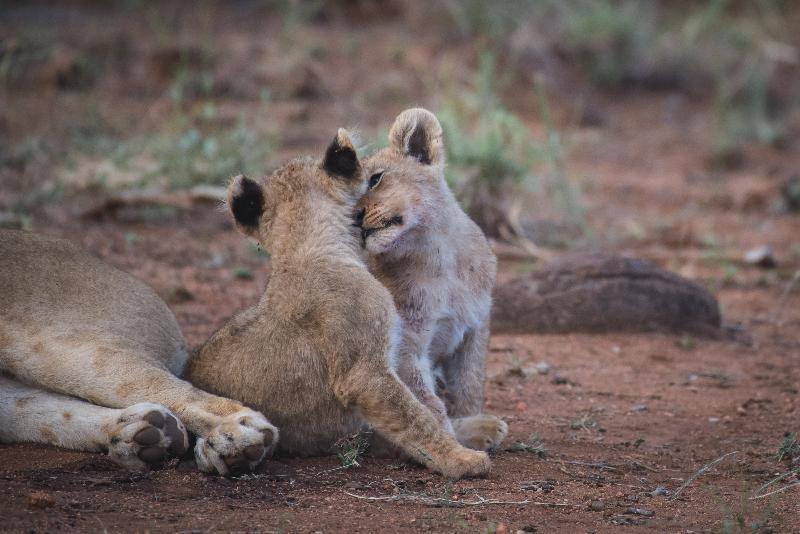 Ku Sungula Safari Lodge Balule Game Reserve Exterior photo