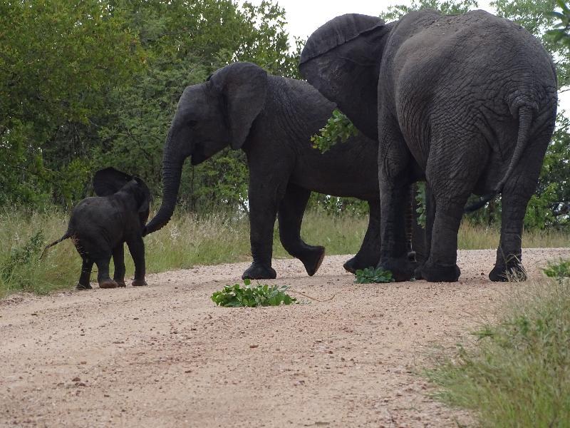 Ku Sungula Safari Lodge Balule Game Reserve Exterior photo